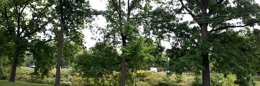 Urban Forest Management