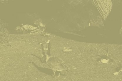 Wildlife Management