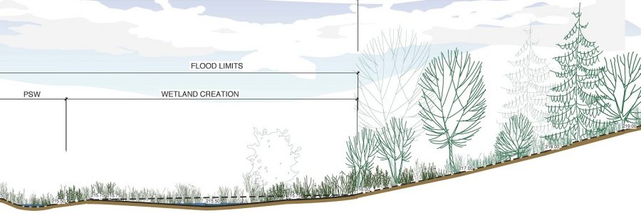 Beacon Environmental Services - Landscape Architecture - Wetland Cross Section