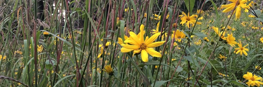 Habitat Management And Ecological Monitoring