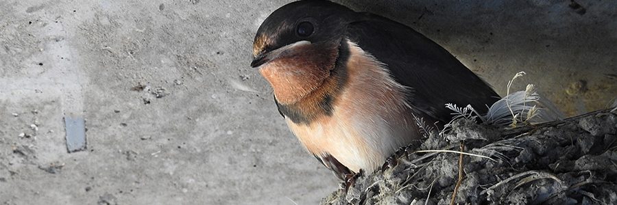 Species At Risk Surveys And Permitting