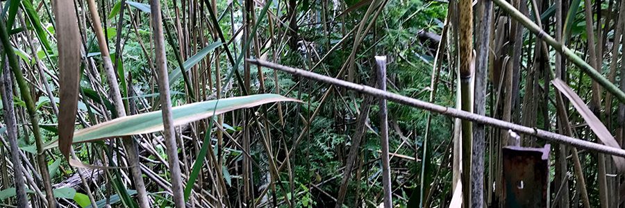 Terrestrial Inventory